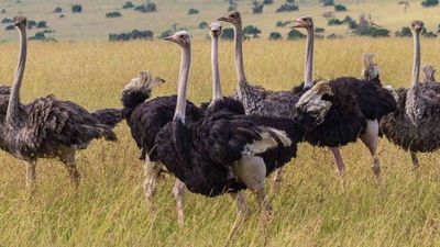 9 Days Grand Kenya Safari: From Northern Wilderness to Amboseli Plains - Image - 13138